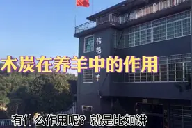 木炭不单单只能取暖，在养羊领域用途还不小，很多人不知道视频封面