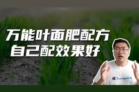 教你一个万能叶面肥配方，营养全面用途广泛，制作简单在家就能做视频封面