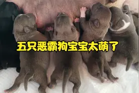 恶霸犬蓝蓝生狗宝宝，五只狗宝宝剖腹产，第一只出生的就是不一样视频封面