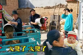 地瓜烂窖里比牛粪还臭，涛子岳父收拾地窖，活也干了血压也降了视频封面