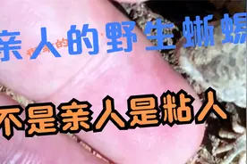 万物皆有灵，冷血动物也可以驯化，这是一只野生蜥蜴视频封面