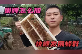 中蜂养殖技术分享！巢脾怎么加？才能快速发展蜂群！视频封面