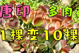 唐印  怎样快速扦插  多肉唐印水培和土培方法视频封面