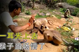 男子一耳光拍翻猴子，猴子当场就懵了，网友：干的漂亮视频封面