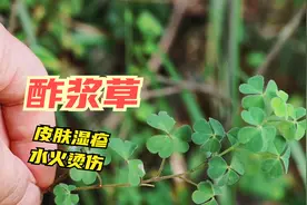 酢浆草能清热凉血安神，用于尿路感染肠炎腹泻的一味草药，认识下视频封面