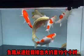 多久喂一次鱼3：水温，水质，水体篇视频封面