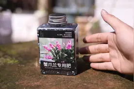 养蟹爪兰施什么肥？园艺师教你，用蟹爪兰专用肥，促进蟹爪兰开花视频封面