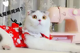 萌宠开年记，5个步骤为猫咪缝制过年新衣服，满身小老鼠能吃吗？