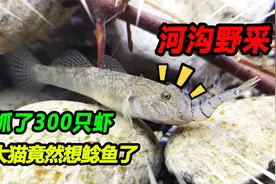 招财猫绝食不吃鱼，1.2米原生缸爆养300多只虾，2月后数量翻10倍