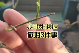 4月份给茉莉重剪，发新芽后做好3件事，枝叶繁茂，五一开始爆花视频封面