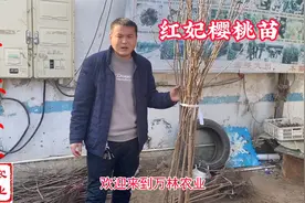 红妃樱桃苗品种特点介绍？南方种植红妃车厘子树苗基地批发报价视频封面