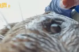 游客手机掉落水池被水獭捡起送还：想给水獭送锦旗视频封面