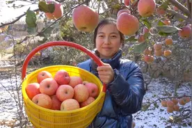 甘肃雪后红富士苹果挂满树，团团约老爷爷一起摘，你想来体验吗？视频封面
