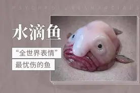 “全世界表情最忧伤”的鱼——水滴鱼视频封面