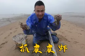 阿烽赶海去抓皮皮虾，几个小时抓了20几只，今天家人们有口福了视频封面