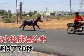 500米70秒钟，农村小伙开摩托测试牛的体能，速度很慢体力也不行视频封面