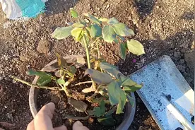 天冷了，可以裸根移栽月季了，操作方法非常简单视频封面
