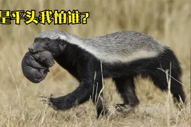 动物园：手撕眼镜蛇，脚踏狮子群无所无惧的平头哥真的没有天敌吗视频封面