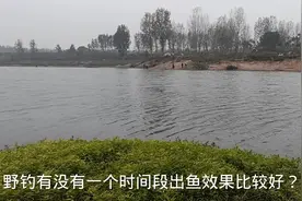野钓极好钓的时间段，老钓友总会偷偷去，上鱼快钓鱼多贼拉过瘾！视频封面