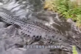 美国为消灭亚洲鲤鱼，往河里放生一条“鳄雀鳝”，网友：认真的？视频封面