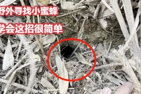 野外如何快速找出蜜蜂？小伙教你利用蜜碟，轻松收获一窝小蜜蜂