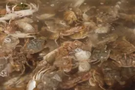 各色海货鲜活度“在线”！螃蟹海虾小龙虾，价格如何？视频封面