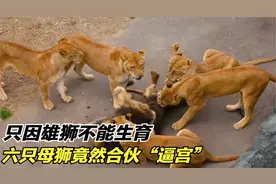狮王被六头母狮暴打，鬃毛都被咬没了，原因让人哭笑不得视频封面