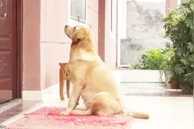 【拉布拉多】出门溜达，回家发现被关在门外了，看看他有什么反应视频封面