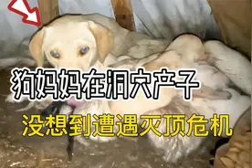 狗妈巢穴被淹，里面一大群小奶狗危在旦夕，它跑去向人类求助视频封面