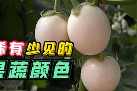 十种水果蔬菜的颜色，稀有少见，最后一种的价格挺贵视频封面