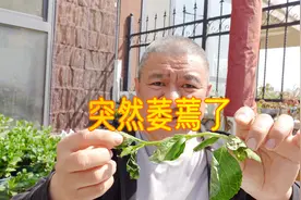 绣球花突然只有一根枝条倒地萎蔫了，究竟是怎么回事？视频封面