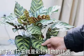园艺师教你，新买回家的孔雀竹芋怎么养视频封面