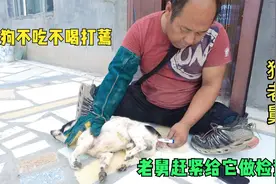 狗狗忽然不吃不喝打蔫，精神不振是得了什么病，老舅赶紧给它检查视频封面