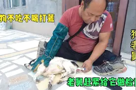 狗狗忽然不吃不喝打蔫，精神不振是得了什么病，老舅赶紧给它检查视频封面