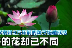 三万年后仍复生！科学家复活三万年前植物种子，看到了不同的花视频封面