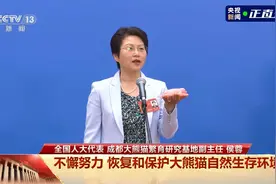 成都基地大熊猫数量近30年增长12倍视频封面