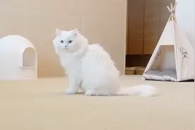 猫咪喜欢到处蹭蹭，是在占地盘呢，还是有其他用意视频封面