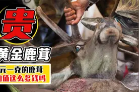 1斤要花10000元？从鹿头割下来的鹿茸，为什么价比黄金？视频封面