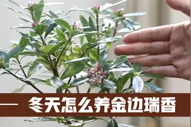 园艺师教你，冬天怎么养金边瑞香，才能花香不黄叶，开花更持久视频封面