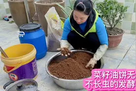 菜籽饼做肥料 可改善土壤 提升口感和产量 无臭不长虫的发酵方法视频封面