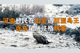 河南村民在山上遇巨型鸟王，百鸟尾随性格残暴，眼睛还能冒绿光？视频封面