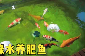 绿水养肥鱼，锦鲤鱼池暴藻长出青苔水质达标，太完美了视频封面