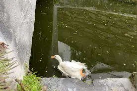 这鸭子跑得这么快，鸭掌肯定很香吧视频封面