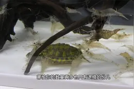 把一只挂掉的巴西龟扔进虾缸，吃了整整四天，最后只剩下了龟壳视频封面