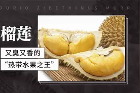 榴莲——又臭又香的“热带水果之王”