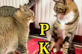 母猫有多猛：看不顺眼上去一巴掌，1分钟狂甩24拳，母老虎实锤！视频封面