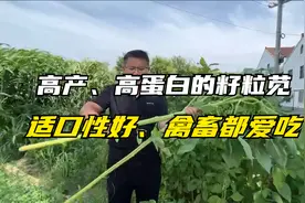 籽粒苋作牧草产量高，适口性高，种植成本低，亩产达1万公斤鲜草视频封面