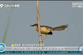 “贵客”来访！苏州震泽湿地公园首次发现黄腹山鹪莺视频封面