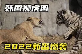 老虎狮子被隔开，雄狮新生代磨刀霍霍 | 狮虎园现状纪录片视频封面