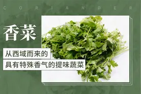 香菜——从西域而来的具有特殊香气的提味蔬菜视频封面